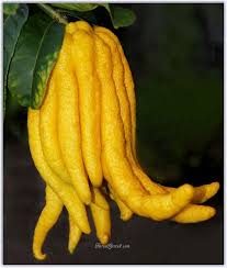 Nadir bulunan türlerden biri olan yarasa çiçeği, özellikle yarasa şeklindeki çiçekleri ile farklı bir görünüme sahiptir.latince ismi tacca olan, sıcağı seven bir bitki papağan çiçek ( impatiens psittacina ) pek çok kişi hala bu çiçeğin varlığından şüphe duysa da çok nadir bulunan bir çiçekten bahsediyoruz. Nadir Bulunan Ilginc Bitkiler Ve Ozellikleri Forum Gercek Bitki Cicek Nadir