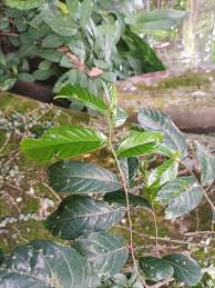 Image result for Antiaris