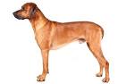 Norwegian Ridgeback (Trading Card) | Harry Potter Wiki ...