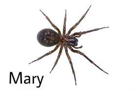 Pin By Jordan On Bugs With Names Spider Bug Images Cool Bugs