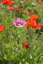 Pin By Lajer Ildiko On Poppy Planting Poppies Pictures Of Poppy Flowers Poppy Flower