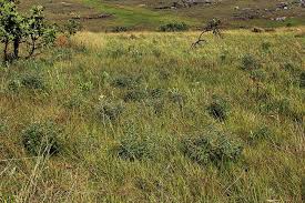 Image result for Indigofera cecilii