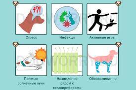 poteyut li sobaki kak oni eto delayut cherez lapy sobaki veterinariya domashnee zhivotnoe