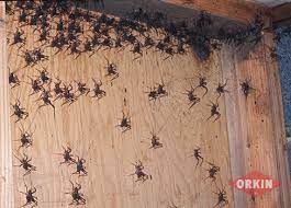 © melinda fawver / fotolia. Do Crickets Fly Or Jump Types Of Flying Crickets