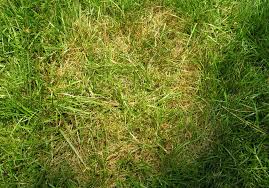 Treating brown spots with skin care products. Brown Patch Large Patch Diseases Of Lawns Home Garden Information Center