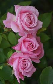 Pin By Dora Stone On Flowers Beautiful Roses Beautiful Flowers Rose Flower