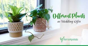 Gingprous est 2021 mr and mrs wine tumbler engagement wedding gift for bride and groom newlyweds couples bride to be wife his and her ,12 oz mr mrs gifts stainless steel tumblers with lid, set of 2. Different Plants As Wedding Gifts