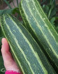 A substance from red blood cells called bilirubin gets broken down and ends up in the intestines. Growing Courgettes From Sowing To Harvest
