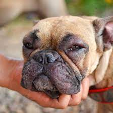 What To Do If Your Dog S Face Is Swollen