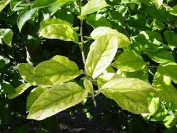 Image result for iron deficiency in trees