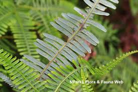 Image result for Dicranopteris elegantula