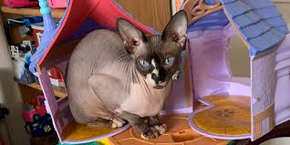 As an owner of a hairless cat, i confirm this message. Meditating Sphynx Cat Comforts Clients Affected By Trauma People Com