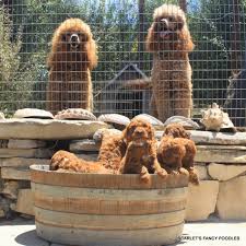 Red standard poodle puppies california. Toy Poodle Breeder Akc Puppies For Sale Los Angeles Ca From Scarlet S Fancy