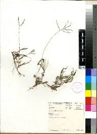 Image result for Digitaria monodactyla