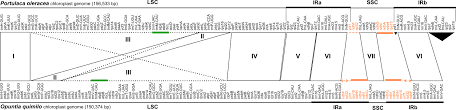 With the sun shining, the light reactions can create energy for the calvin cycle and the carbon dioxide. Frontiers Insights Into Chloroplast Genome Evolution Across Opuntioideae Cactaceae Reveals Robust Yet Sometimes Conflicting Phylogenetic Topologies Plant Science