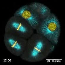 Plant cell under microscope video. Live Cell Imaging Wikipedia