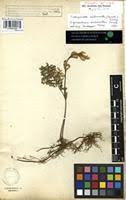 Image result for Selaginella imbricata