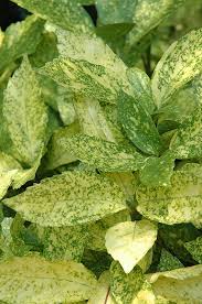 Image result for Aucuba