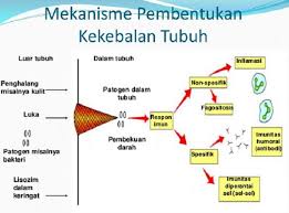 We did not find results for: Sistem Kekebalan Tubuh Sistem Imun Mekanisme Macam Macam Pertahanan Tubuh Immune System Berbagaireviews Com