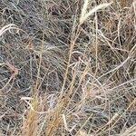 Image result for Andropogon schirensis