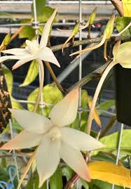 Image result for Aerangis