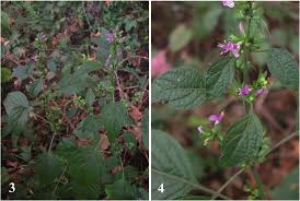 Image result for Dicliptera carvalhoi