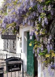 Glyzinien Blauregen Wisteria Glyzinie Blauregen Springbrunnen Garten