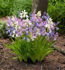 Image result for Scilla