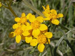 Image result for Eriosema cordifolium