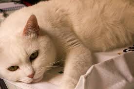 We're pakistan's 1st online bird store! Travelling With Pet Cats From Pakistan To Usa Mirchitales