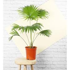 Ia biasanya terdapat dipinggir hutan dan kawasan yang berhampiran paya. Footstool Fan Palm In Polybag Pokok Palma Serdang Bulat Livistona Home Decor Tanaman Hiasan Shopee Malaysia
