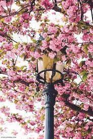 Maybe you would like to learn more about one of these? Springtime In Paris This Is Glamorous Springtime In Paris Cherry Blossom Blossom Trees