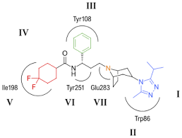That several other genes can perform the same function.'4. Ccr5 Receptor Antagonist Wikipedia