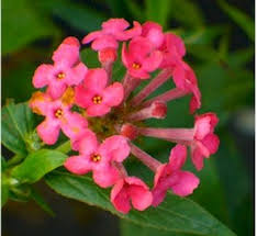 Image result for Bouvardia longiflora