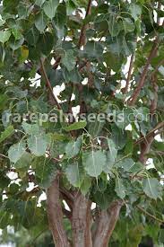 The oldest plant in the world of known planting date is the ficus religiosa tree called sri maha bodhi which was planted at the temple at anuradhapura, sri lanka, in 288 b. Ficus Religiosa Sacred Fig Buy Seeds At Rarepalmseeds Com
