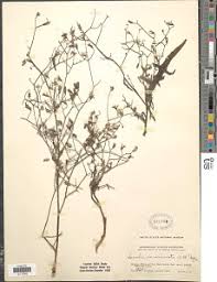 Image result for Launaea cornuta