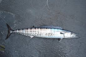 With fishermansbelly.com you can find a. Atlantic Wahoo Noaa Fisheries