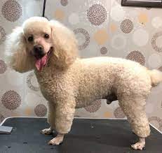 Check spelling or type a new query. 75 Awesome Poodle Haircuts To Try
