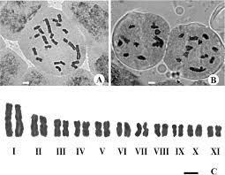 Image result for Camptorrhiza strumosa