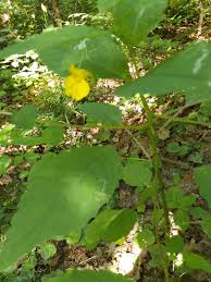 Image result for Impatiens psychadelphoides