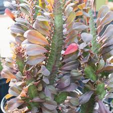 Image result for Euphorbia dedzana