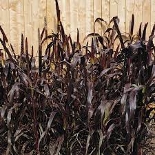 Pin On Gardening