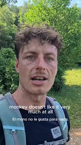 Little encownter with some cows in the Pyrenees, little Monkey too scared  to pass!