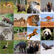 Some of them share the same animal or something very similar, while others have chosen something highly unique or even mythological. National Animals V Quiz By Palmtree