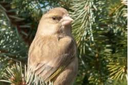 Northern Gannet by Robert Dabner