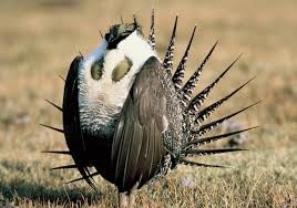 Garfield County Commissioners question science behind Greater Sage Grouse  reports