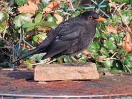 Mr Blackbird Wildlife Nature Black Bird Animals