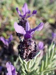 Image result for Lavandula dentata