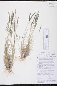 Image result for Sporobolus agrostoides