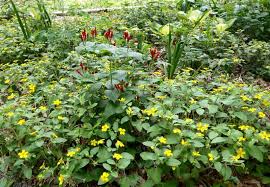 Grass is the best known ground cover, but grass is not suited to all locations. Native Groundcovers Triangle Gardener Magazine